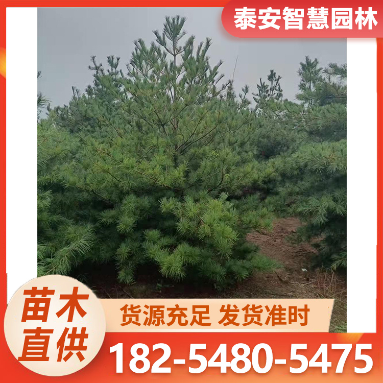 各种规格白皮松华山松油松 四季常绿造型优美寿命长
