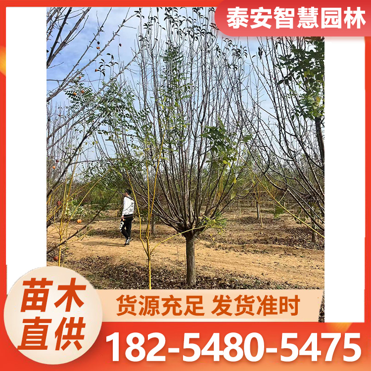 绚丽海棠 6-25公分规格齐全 景区栽培绿化树 枝叶茂盛 随选随挖