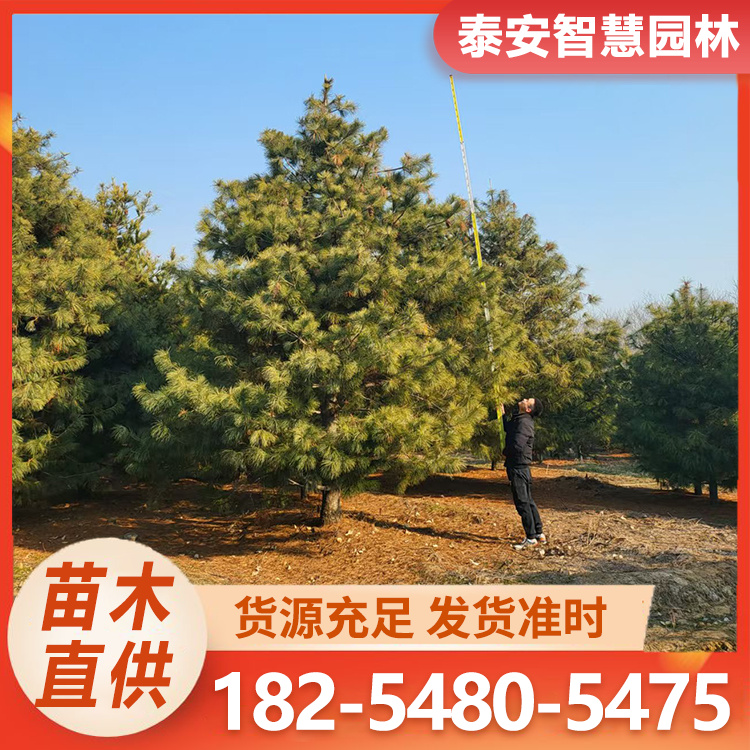 基地批发2米造型华山松 华山松数量巨大 欢迎选购