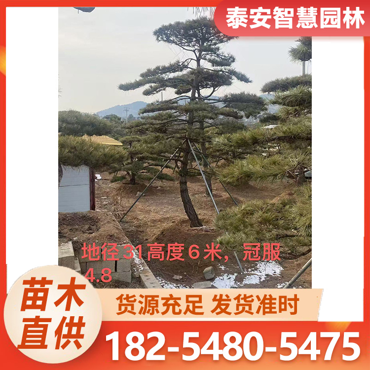 造型赤松 基地常年供应泰山造型景松 造型多样规格全