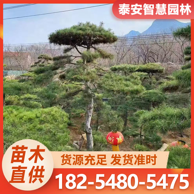 造型赤松 别墅庭院景观松 可盆栽的25-50公分 精品盆景