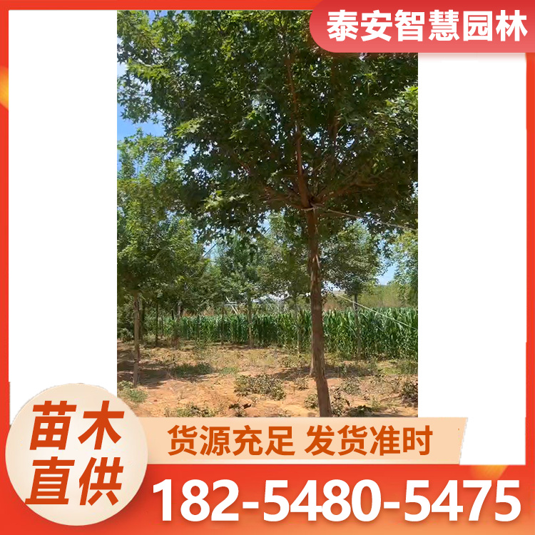 绿化观赏风景树 5-20公分五角枫 苗圃直发 长势旺盛