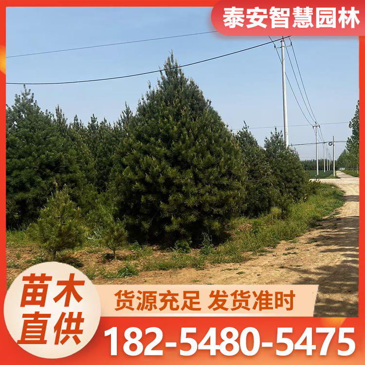 白皮松树基地供应1-7米 质量全规格全 指定工人地头现挖现卖
