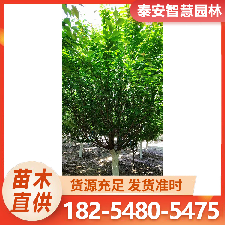 泰安苗木种植基地 泰安樱花 3-25公分 专业供