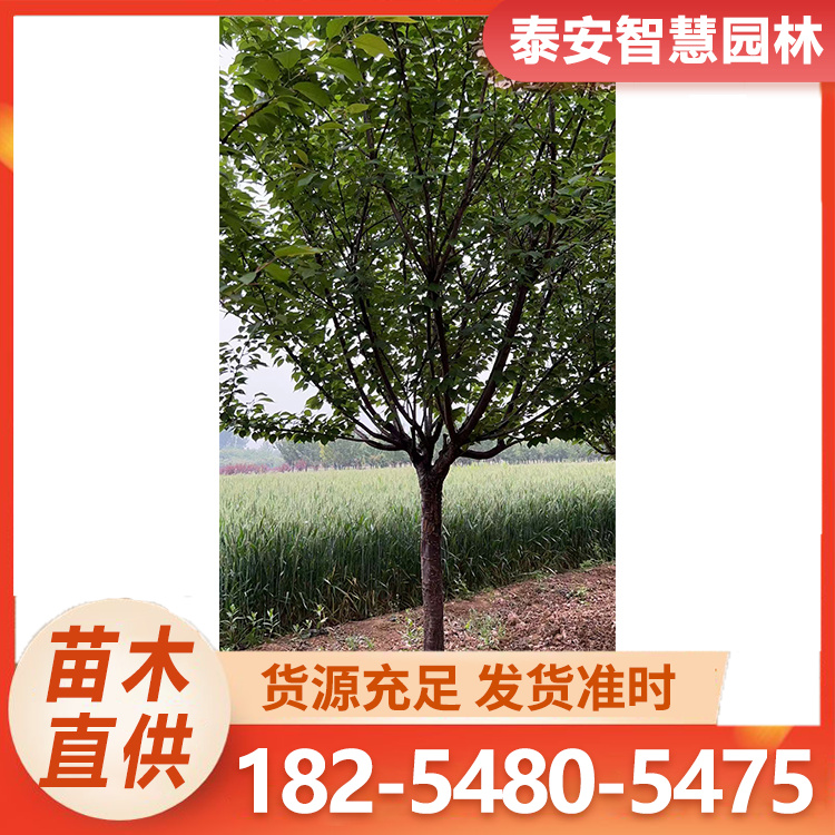 泰安樱花 市政街道景观欣赏植物状态佳源头种植基地