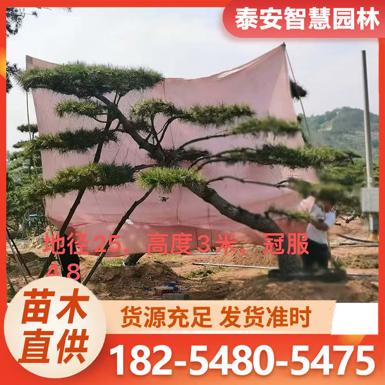 造型黑松 绿化湿地松杯苗 格林培育基地 常年供应