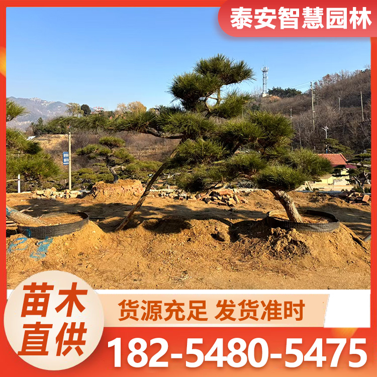 临水式黑松 庭院小区绿化工程景观松树 易成活