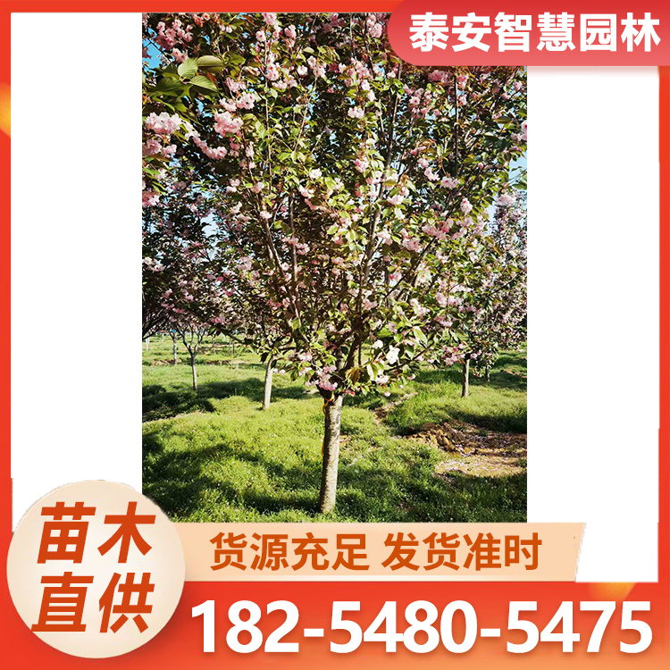 泰安樱花 街道景观欣赏花期长 易成活 源头种植基地