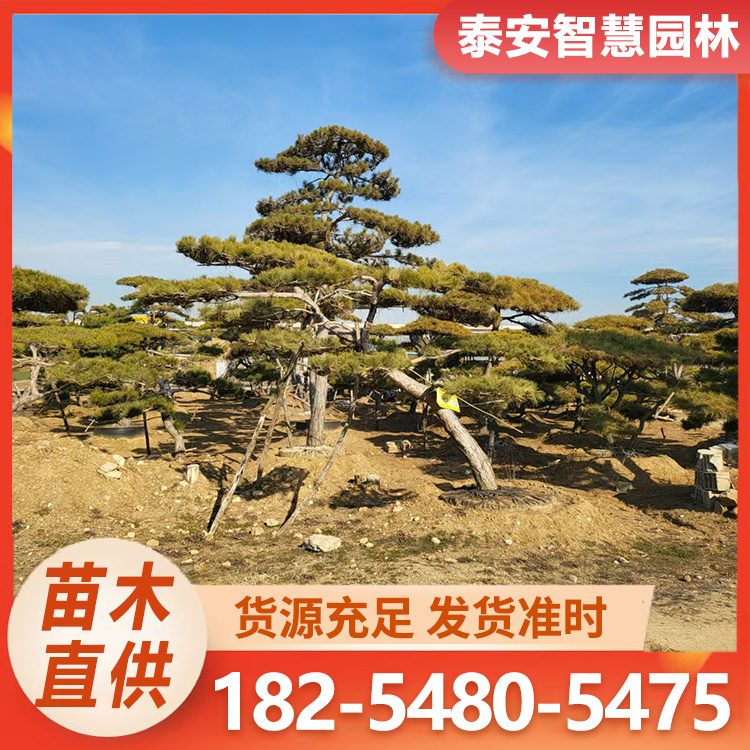 斜飘造型油松 公园景区栽植造型油松 根系发达 基地直供