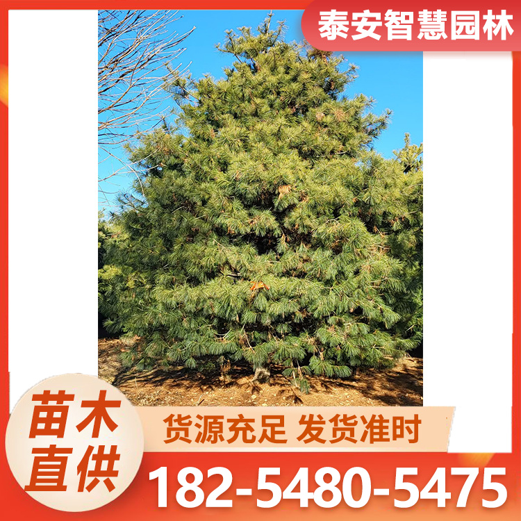 华山松1-7米 造型华山松规格齐全成活率高