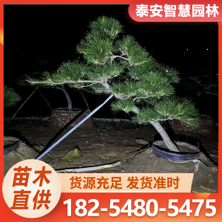 临水式黑松 庭院景观树 造型斜飘黑松盆景