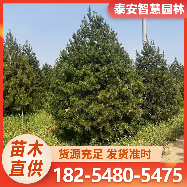 白皮松树 基地供应1-7米 规格齐全 现挖现卖