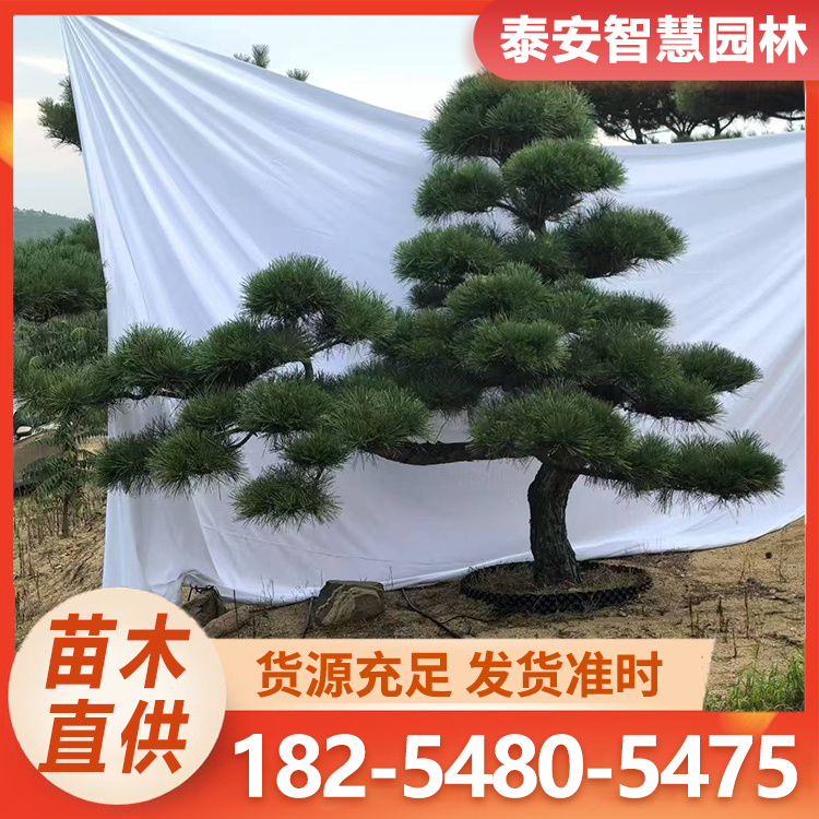 庭院景观造型黑松 形态各异 别墅设计专用