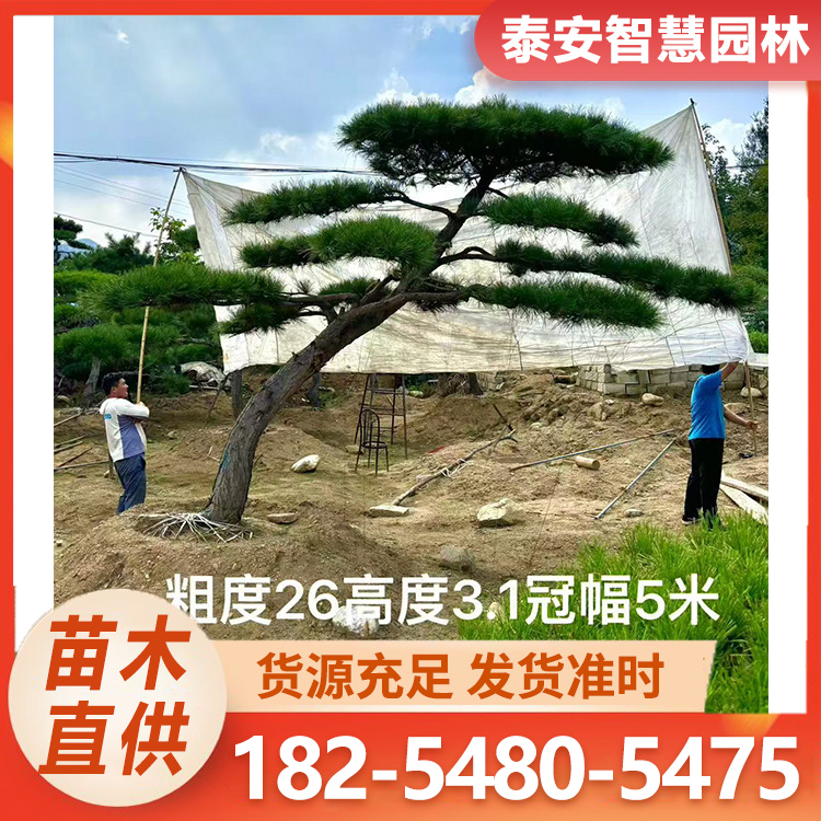 造型油松 规格齐全 大量供应 种植基地 形状多样