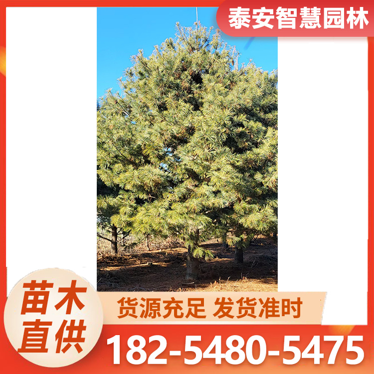 华山松 基地批发1米以上华山松批发基地 华山松品质优良