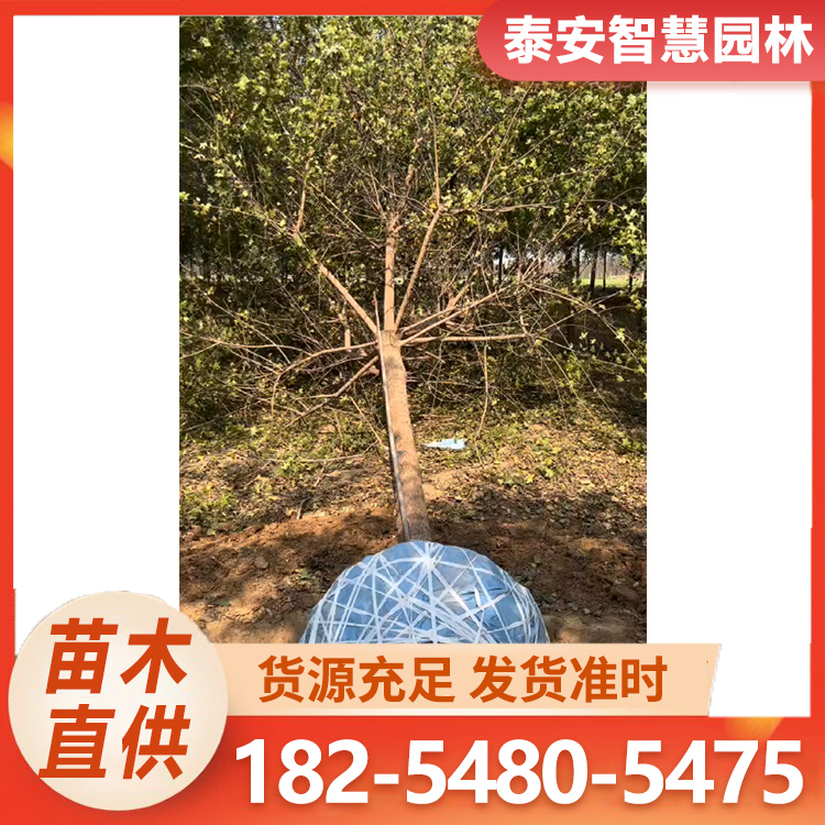 5-20公分五角枫 树形优美基地现挖带土发货 根系旺盛适应性强