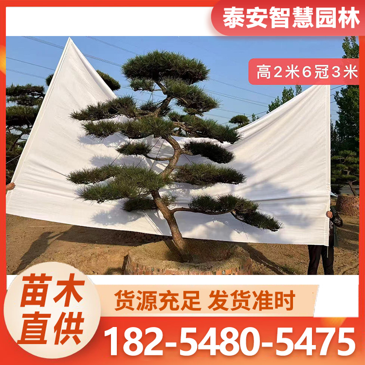 造型油松 观赏树 景观美化造型油松 工程点缀