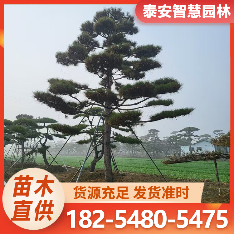 造型赤松 四季常绿 不畏风雪严寒 别墅 庭院 小区 学校