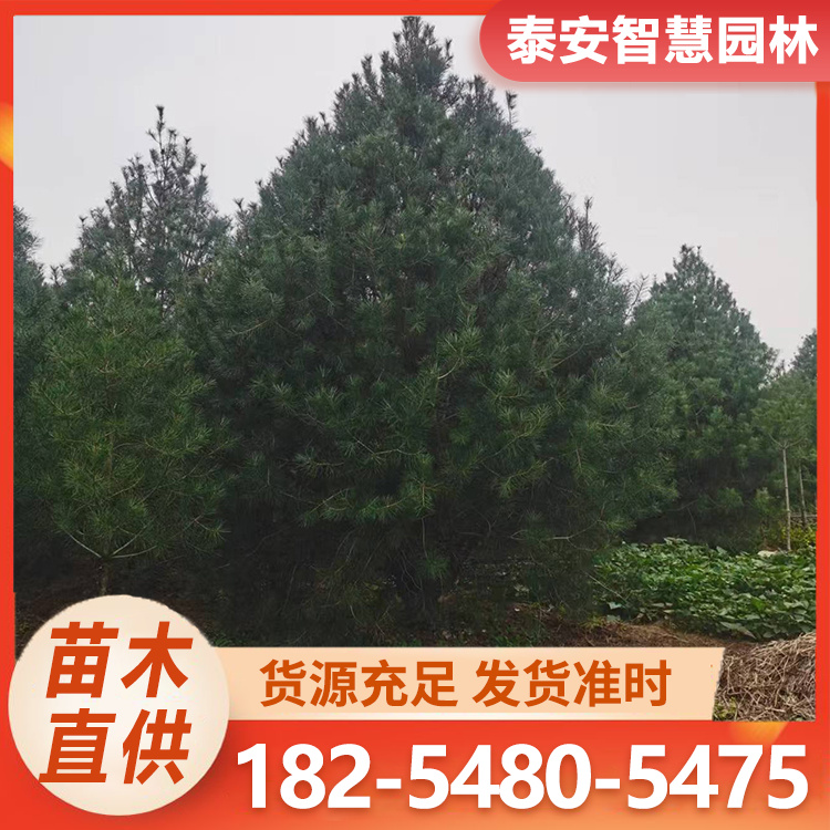 基地供应1-7米白皮松规格齐全指定工人地头现挖现卖