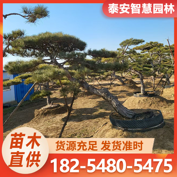 校园景区风景防护四季常绿 全冠斜飘造型景观油松