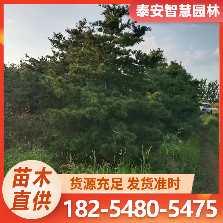 华山松 无中间商销售 批发种植户 种苗小苗栽培