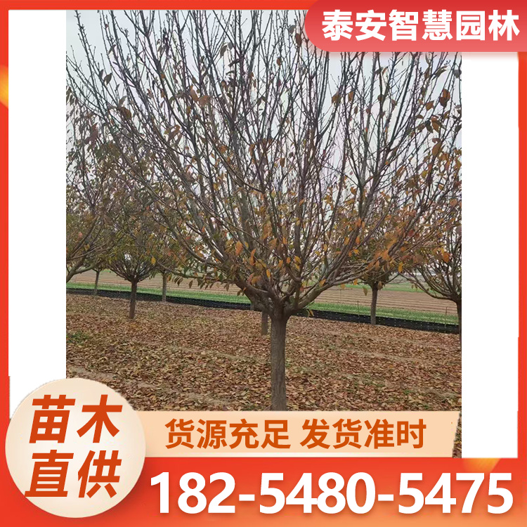 泰安樱花 园艺造景树喜温暖湿润气候源头种植基地