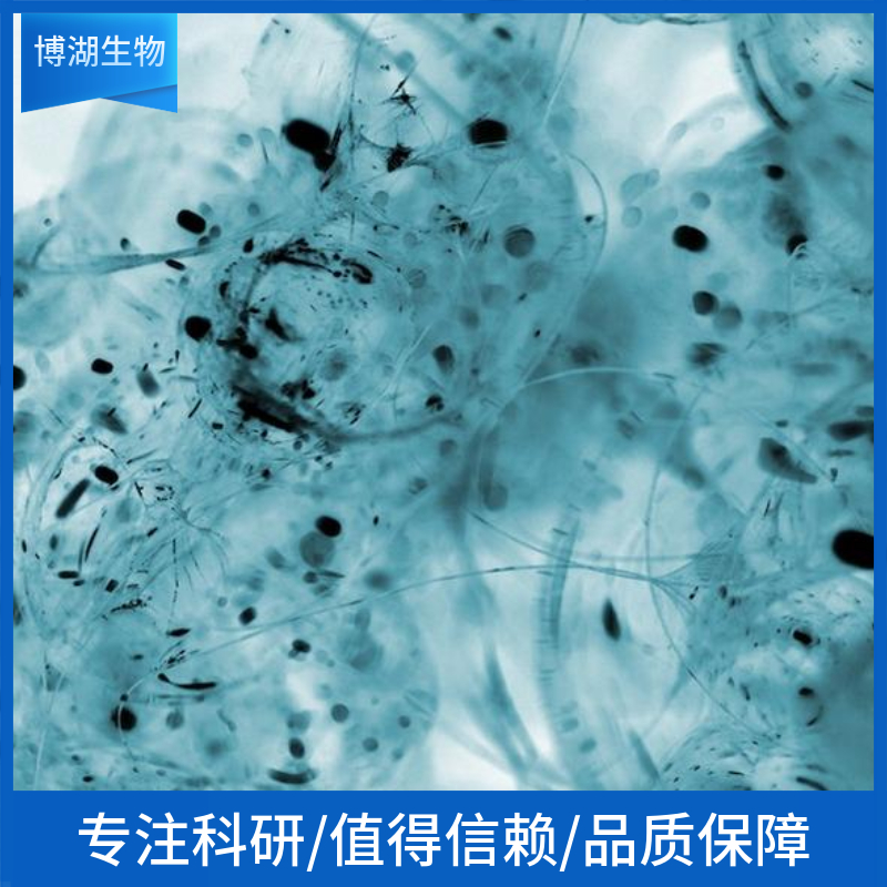 HEC-1-B人子宫膜腺癌细胞	HEC-1-B
