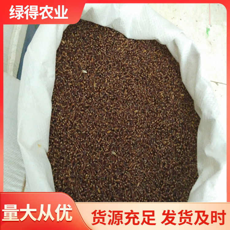黑小麦种价格