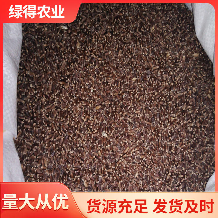 黑小麦种子五谷香杂粮 黑麦仁供应